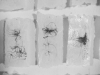Taxonomy of Air; from the Ten Thousand Things (Detail) by Susan D'Amato