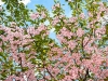 Cherry Blossoms by Jeffrey Gould