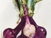 Red-Onions-by-Vickie-Williams