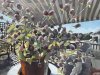 "End of Summer," Oil on Panel, by Jacqueline Buck Donadeo