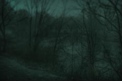 First Winter Storm, County Park East, Photography, by Josh Levine