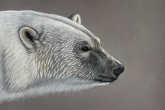 Polar Bear, Pastel, by Karin Quayle