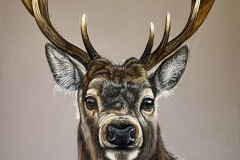 Northern Stag, Pastel, by Karin Quayle