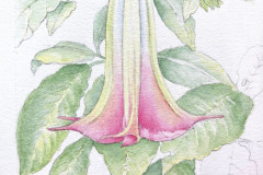 Angel's Trumpet Flower, Watercolor, by Donna L. Souren