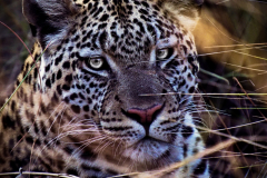 Leopard - Okavango Delta Botswana, Photography, by Albert Waldhuber
