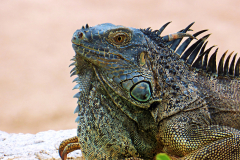 King Blue Iguana - Grand Cayman Island, Photography, by Albert Waldhuber