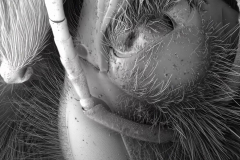 Andrzej Wasilewski, 6th Mass Extinction, Video