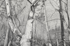 Jayne Struble, Hollow, Graphite on Paper
