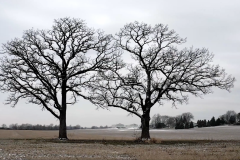 Thomas Porett, Two Trees, Video