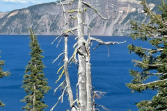 Tree @ Crater Lake, Photography, by Pumpernickel