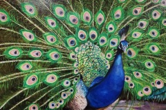 "Color Carnival," Oil, by Priya Shah
