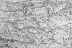 Salix, Charcoal and Soft Pastel on Paper, by Katrina Bello