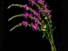 Lythrum by Sally Dougan