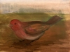 15B York's Bird 6x8_ OonB 2018